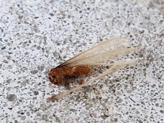 Coptotermes formosanus