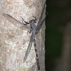 Tachopteryx thoreyi