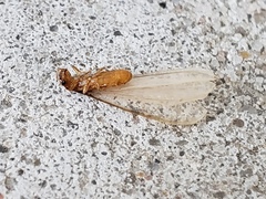 Coptotermes formosanus