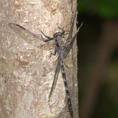 Tachopteryx thoreyi
