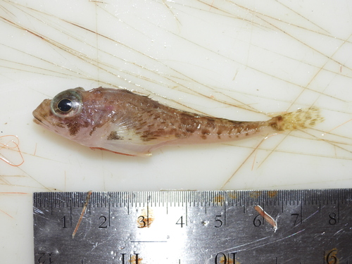 Spatulate sculpin (Icelus spatula) — Cottidae