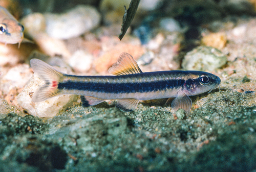 Black-finned labeo (Prolabeops melanhypopterus) — Cyprinidae