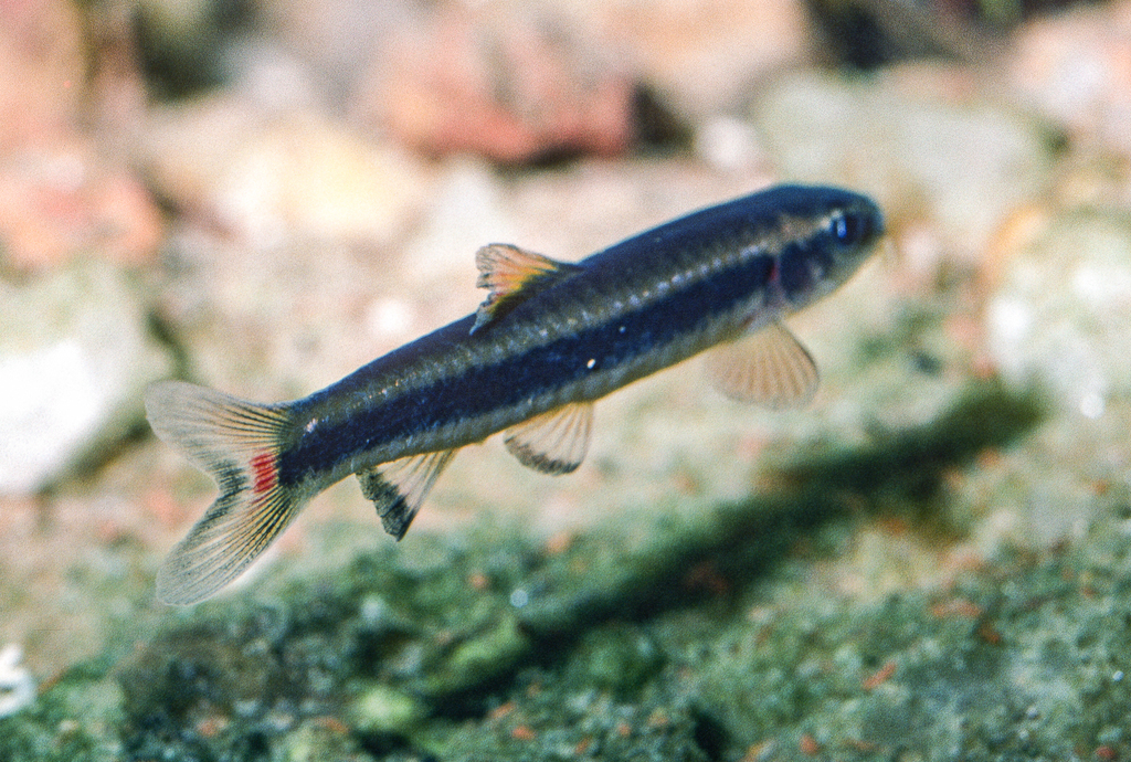 Black-finned labeo (Prolabeops melanhypopterus) — Cyprinidae