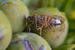 Tachycixius pilosus