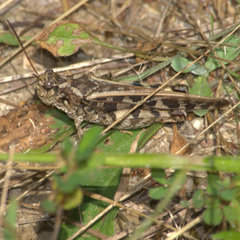 Pardalophora phoenicoptera