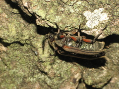 Polytomus