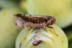 Tachycixius pilosus