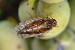Tachycixius pilosus