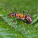 Rufa-group Wood Ants - Photo (c) Gilles San Martin, some rights reserved (CC BY-SA), uploaded by Gilles San Martin