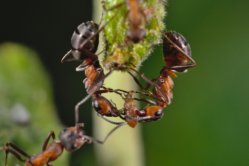 Red wood ant