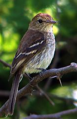 Bran-Colored Flycatcher photo 3