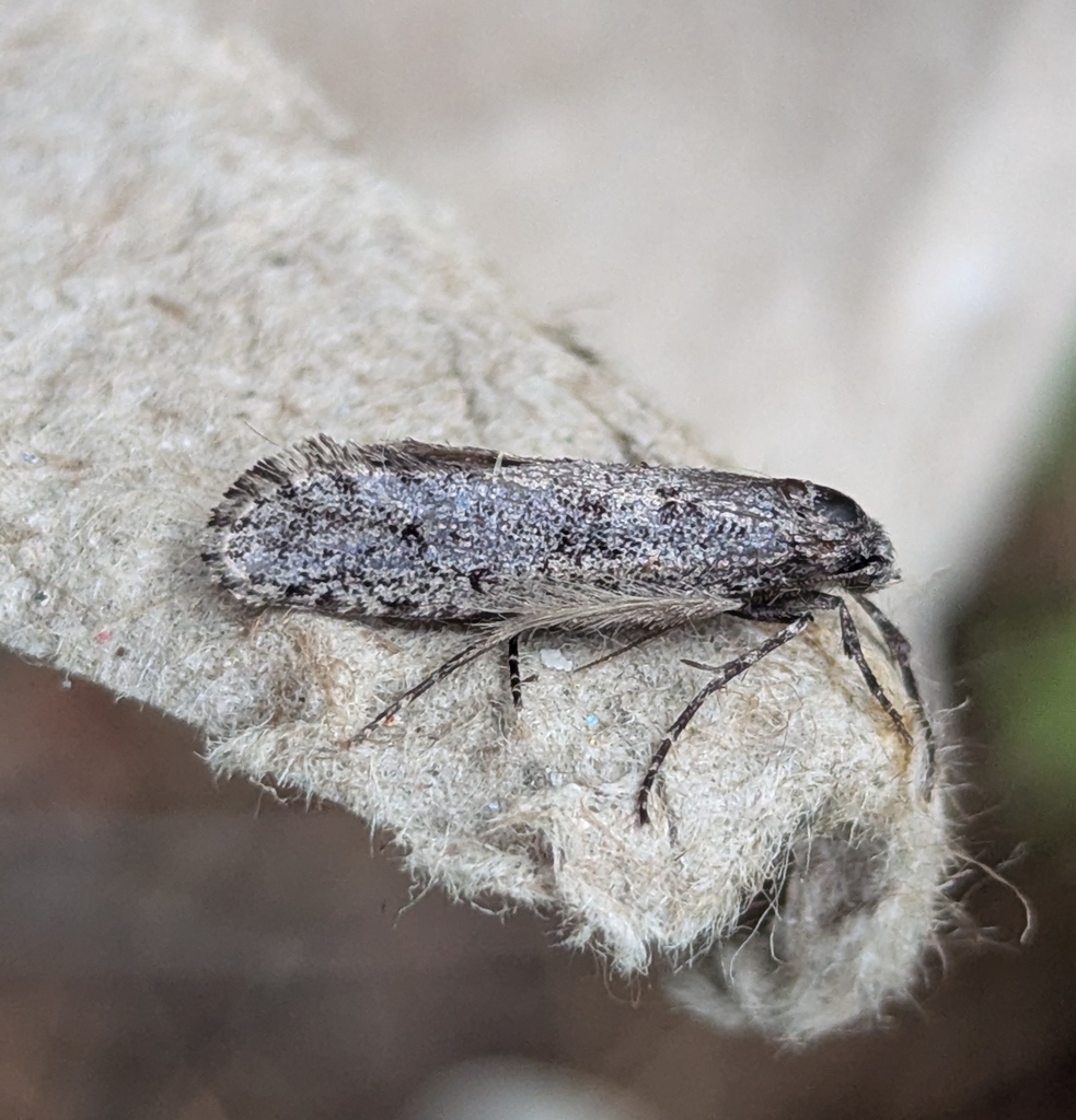 Amorophaga cryptophori