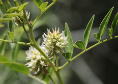 Glycyrrhiza