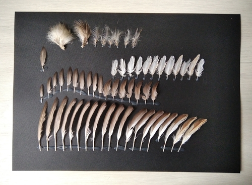 Plume de Grèbe castagneux