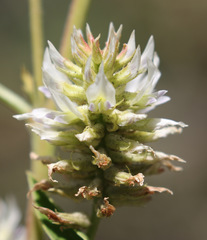 Glycyrrhiza