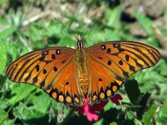 Dione vanillae maculosa