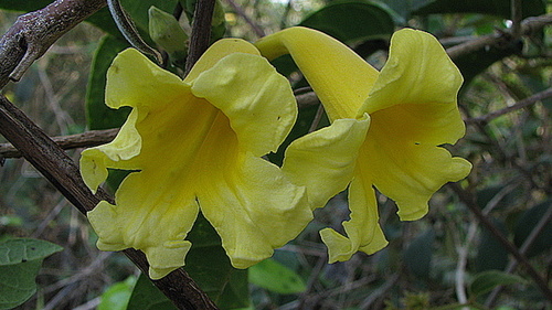 Adenocalymma