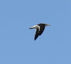 Larus atlanticus
