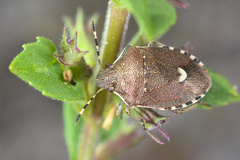 Holcostethus sphacelatus