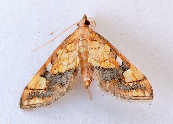 Choristostigma leucosalis