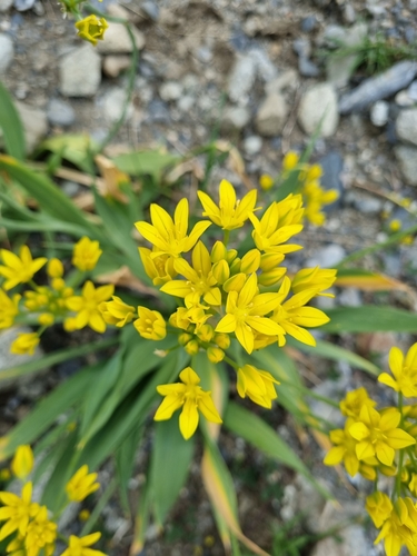 Image of Allium moly by (c) Ian Wright, some rights reserved (CC BY)