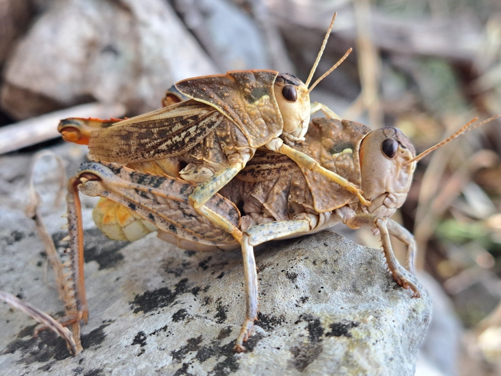 Apulian Stone Grasshopper