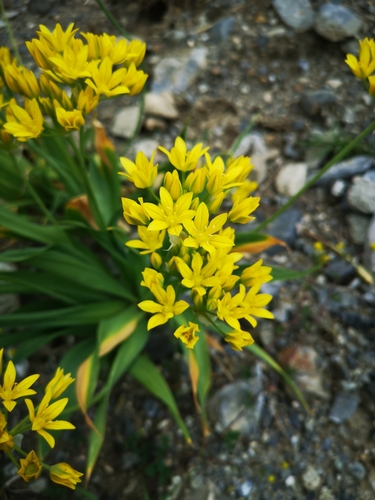 Image of Lily Leek (Allium moly) by (c) Tracy PW, some rights reserved (CC BY)