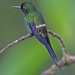 Green Thorntail - Photo (c) Jerry Oldenettel, some rights reserved (CC BY-NC-SA)