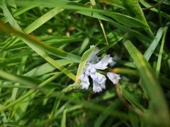 Amethyst Bell (Brimeura amethystina)