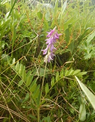 Hedysarum hedysaroides