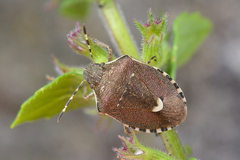 Holcostethus sphacelatus