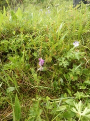 Hedysarum hedysaroides