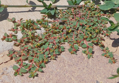 Euphorbia vermiculata