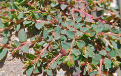 Euphorbia vermiculata