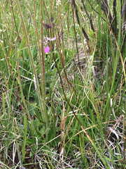 Primula jeffreyi