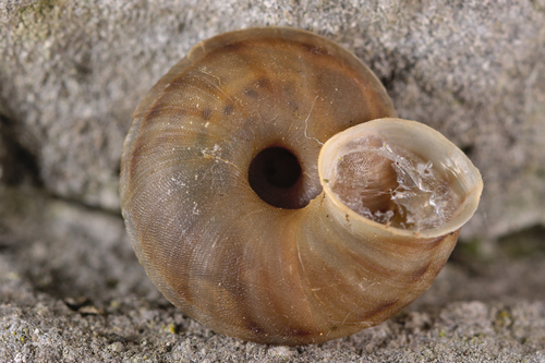 Lapidary Snail