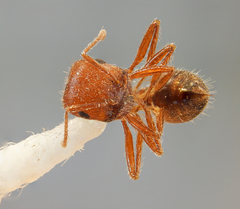 Pogonomyrmex subnitidus