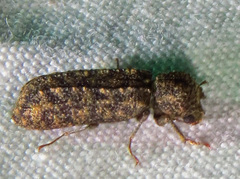 Lichenophanes bicornis