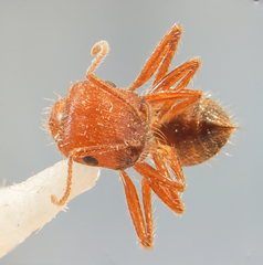 Pogonomyrmex subnitidus