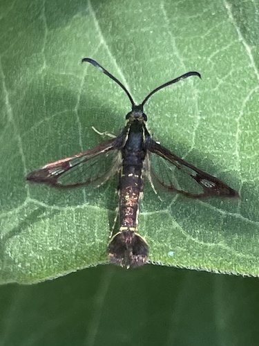 Ithaca Clearwing Moth photo 2
