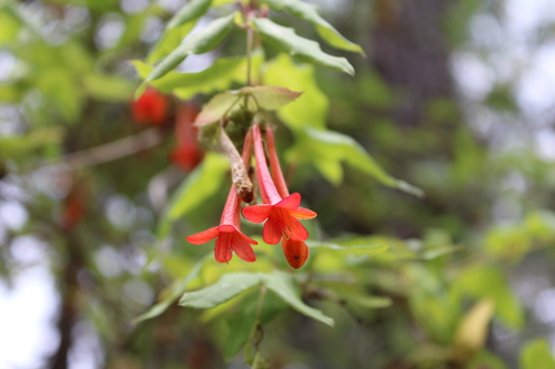 Lonicera pilosa (Lonicera pilosa)