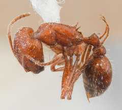 Pogonomyrmex subnitidus