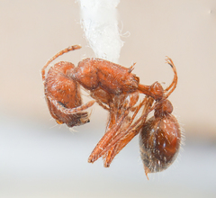 Pogonomyrmex subnitidus