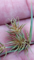 Cyperus retroflexus