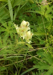 Castilleja pallida