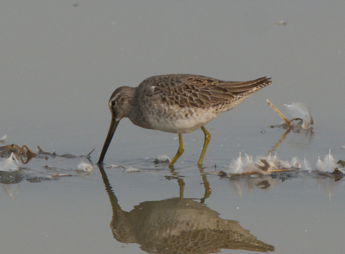 Agujeta escolopácea (Limnodromus scolopaceus)