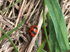 Coccinella monticola
