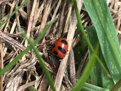 Coccinella monticola