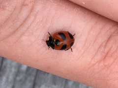 Coccinella monticola