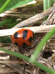 Coccinella monticola